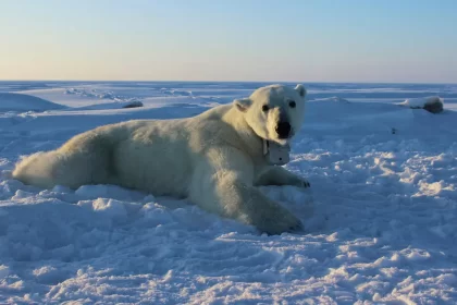 Los osos polares están muriendo